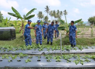 Aspotdirga Kasau Didampingi Danlanud RSA Tinjau Kebun Ketahanan Pangan dan Mangrove