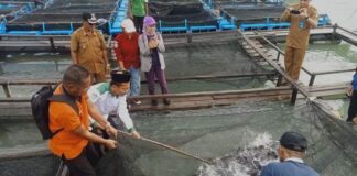 Pokdakan Harapan Jaya Desa Mepar Sukses Lakukan Panen Perdana Kerapu Cantang