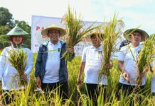 Gubernur Ansar Ikut Panen Perdana Padi Program Pembina Narapidana Rutan Kelas 1 Tanjungpinang
