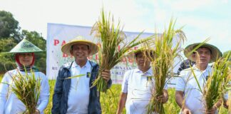 Gubernur Ansar Ikut Panen Perdana Padi Program Pembina Narapidana Rutan Kelas 1 Tanjungpinang