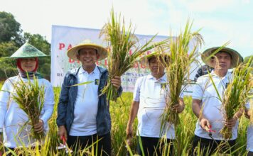 Gubernur Ansar Ikut Panen Perdana Padi Program Pembina Narapidana Rutan Kelas 1 Tanjungpinang