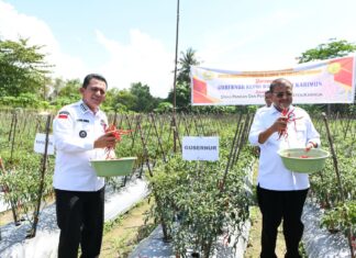 Dukung Petani Cabai Berkembang, Gubernur Kepri Serahkan Bantuan