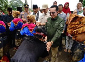 Bupati Eka Putra Apresiasi Panitia Festival Silek Baluluak Balanyah di Lubuak Jantan