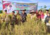 Bupati Natuna Panen Padi Perdana di Desa Payak