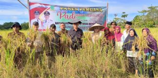 Bupati Natuna Panen Padi Perdana di Desa Payak