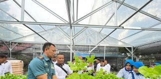Lanal Ranai Panen Sayur di Kebun Hidroponik