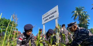 Menuju Ketahanan Pangan, Lanal Ranai Gelar Panen Raya Padi dan Jagung