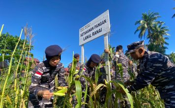 Menuju Ketahanan Pangan, Lanal Ranai Gelar Panen Raya Padi dan Jagung
