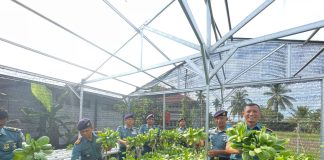 Panen Sayuran Hidroponik di Lahan Ketahanan Pangan Lanal Ranai