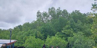 BRGM Survey Lokasi Penanaman Bibit Mangrove di Desa Batu Gajah