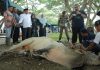 Pemkab Asahan Sembeli 90 Ekor Sapi dan 23 Kambing Sambut Idul Adha 1445 Tahun 2024