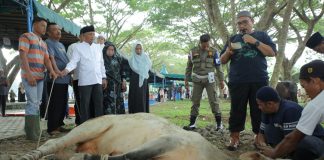 Pemkab Asahan Sembeli 90 Ekor Sapi dan 23 Kambing Sambut Idul Adha 1445 Tahun 2024