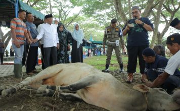 Pemkab Asahan Sembeli 90 Ekor Sapi dan 23 Kambing Sambut Idul Adha 1445 Tahun 2024