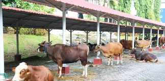 BP Batam Sembelih 14 Sapi dan 12 Kambing, Distribusikan Untuk Masyarakat yang Membutuhkan