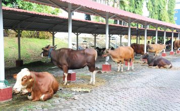 BP Batam Sembelih 14 Sapi dan 12 Kambing, Distribusikan Untuk Masyarakat yang Membutuhkan
