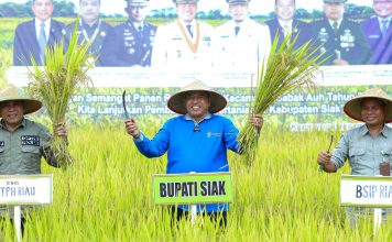 Panen Raya Padi di Desa Laksamana, Bupati Alfedri Serahkan 16 Unit Mesin Pompa Air dan 1 Cultivator