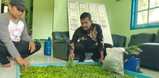 Panen Perdana Cabai Rawit TP PKK Singkep Barat Capai 24 Kg