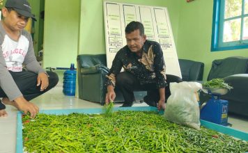 Panen Perdana Cabai Rawit TP PKK Singkep Barat Capai 24 Kg