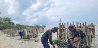 Penanaman Mangrove Berkelanjutan, Bakti TNI AU Lanud Raden Sadjad Untuk Masa Depan Natuna