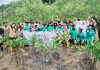 KOMPAK dan LKKPN Pekanbaru Berkolaborasi dalam Rehabilitasi Mangrove di Anambas
