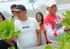 Kecamatan Air Batu Panen Perdana Tanaman Hidroponik Program Agro Bisnis