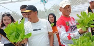 Kecamatan Air Batu Panen Perdana Tanaman Hidroponik Program Agro Bisnis