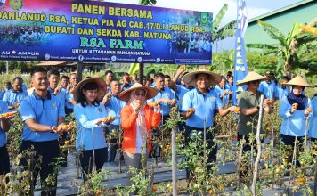 Panen Bersama di Lanud RSA Farm, Sinergi TNI AU dan Pemkab Natuna Sukseskan Ketahanan Pangan