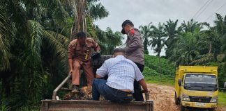 Dua Orang Diduga Tersangka Kekerasan Dan Penganiayaan Ditangkap Polsek Tanah Jawa