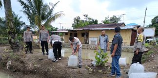 Polsek Tanah Jawa Dukung Swasembada Pangan, Tabur Benih Ikan di Kolam Miliknya