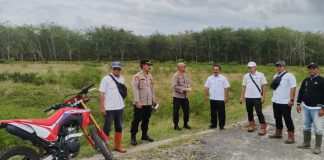Polres Simalungun Cek Lahan Tumpang Sari Jagung di Kebun Karet PTPN III