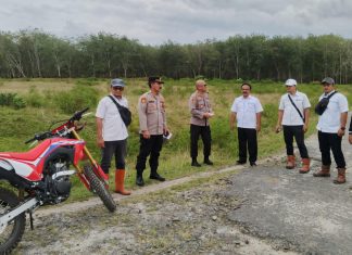 Polres Simalungun Cek Lahan Tumpang Sari Jagung di Kebun Karet PTPN III