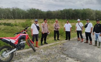Polres Simalungun Cek Lahan Tumpang Sari Jagung di Kebun Karet PTPN III