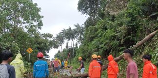 Cuaca Ekstrim, Tiang Listrik di Jalan Soekarno Hatta Anambas Tertimpa Pohon, Listrik Pulau Siantan Sempat Padam