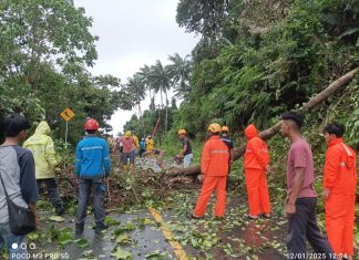 Cuaca Ekstrim, Tiang Listrik di Jalan Soekarno Hatta Anambas Tertimpa Pohon, Listrik Pulau Siantan Sempat Padam