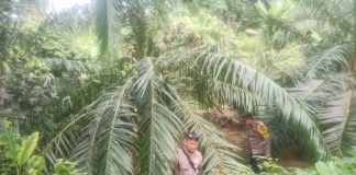 Setelah Harimau, Kini Giliran Gajah Masuk Kebon Warga Indra Makmur