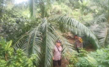 Setelah Harimau, Kini Giliran Gajah Masuk Kebon Warga Indra Makmur