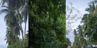 Jalan Raya di Beberapa Titik di Kecamatan Mawasangka Buteng Alami Kerusakan Serius