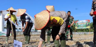 Polres Aceh Tamiang Gelar Penanaman Jagung Serentak 1 Juta Hektar