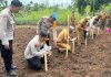 Polres Bersama Pemda Buton Tengah Laksanakan Penanaman Jagung Serentak Satu Juta Hektar untuk Dukung Swasembada Pangan Nasional