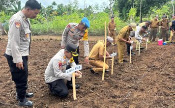 Polres Bersama Pemda Buton Tengah Laksanakan Penanaman Jagung Serentak Satu Juta Hektar untuk Dukung Swasembada Pangan Nasional