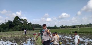 Polsek Raya Kahean Ajak Warga Bah Tonang Basmi Hama Tikus, Dukung Ketahanan Pangan