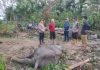 Gajah Betina Liar di Aceh Timur Mati Usai Jalani Perawatan Selama Sepekan