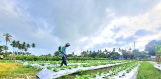 Lanud Raden Sadjad Natuna Bersama Masyarakat Terus Kembangkan Perkebunan Ketahanan Pangan di RSA Farm