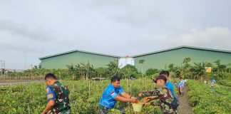 Lanud Raden Sadjad Natuna Dukung Food Estate, Panen Sayuran Segar untuk Ketahanan Pangan