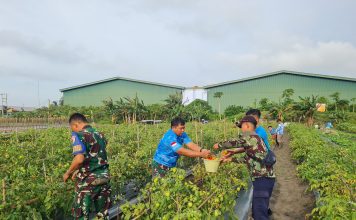 Lanud Raden Sadjad Natuna Dukung Food Estate, Panen Sayuran Segar untuk Ketahanan Pangan