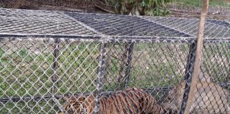 Harimau Pemangsa Ternak Warga Masuk Perangkap di Indra Makmu, Aceh Timur