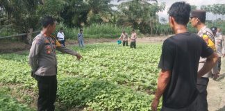 Polsek Serbalawan Wujudkan Ketahanan Pangan Melalui Program Pekarangan dan Lahan Produktif