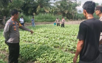 Polsek Serbalawan Wujudkan Ketahanan Pangan Melalui Program Pekarangan dan Lahan Produktif