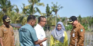 Anggota Komisi II Hadiri Panen Jagung dan Cabe di Pambang Baru