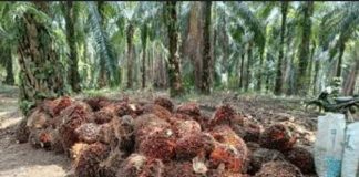 Pemkab Aceh Timur Optimalkan PAD dari Lahan HGU